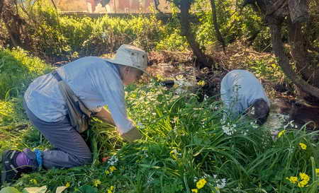 Spring weeding on Codornices Creek