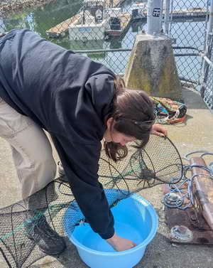 Intern Lily Hessl with crab trap at Berkeley Marina