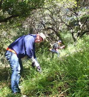 Volunteers pulling out broom in the Hillside Natural Area