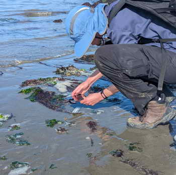 Volunteer making iNaturalist observation at Albany Beach
