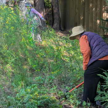 Weed warriors pulling out broom in Tilden Regional Park