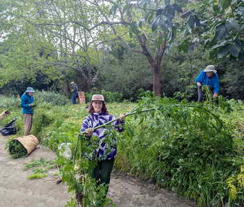 Weed warrior with giant poison hemlock at El Cerrito's Creekside Park