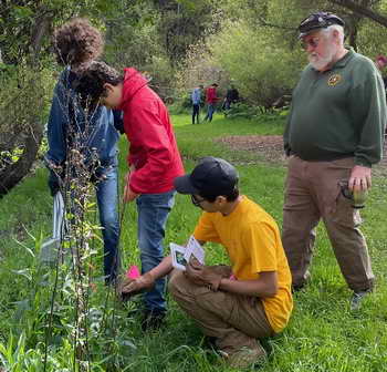 Berkeley Scout Troop 19 members install new plant ID signs on Cerrito Creek
